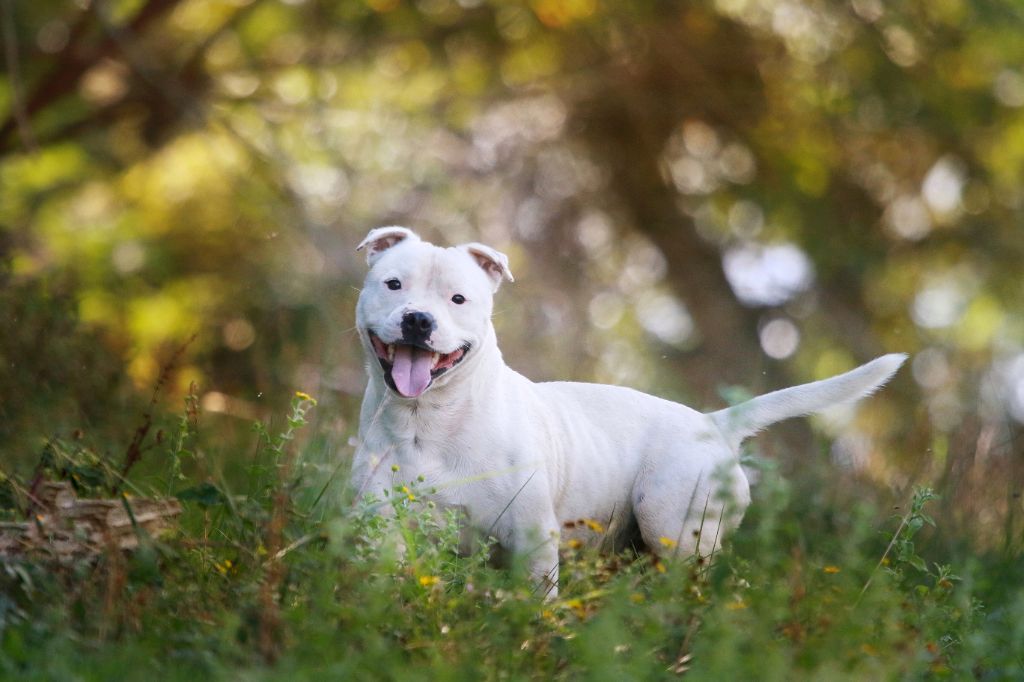 Sex bomb machine of Spirit Wolf Addict