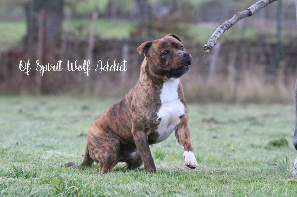 Playboy killer lover of Spirit Wolf Addict