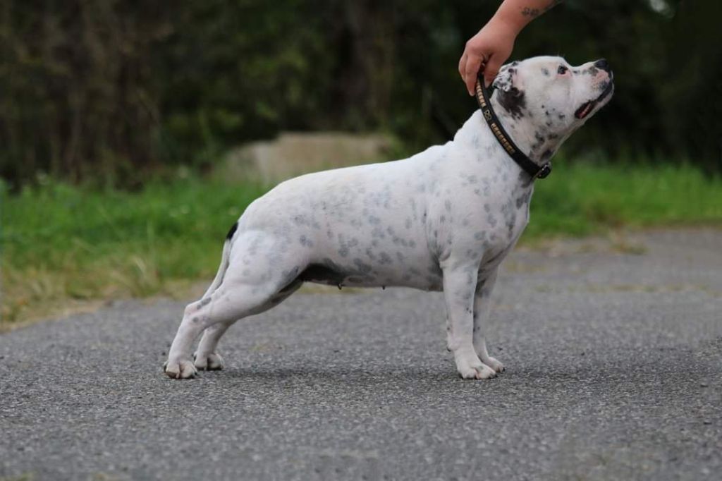 Phantom heart love of Spirit Wolf Addict