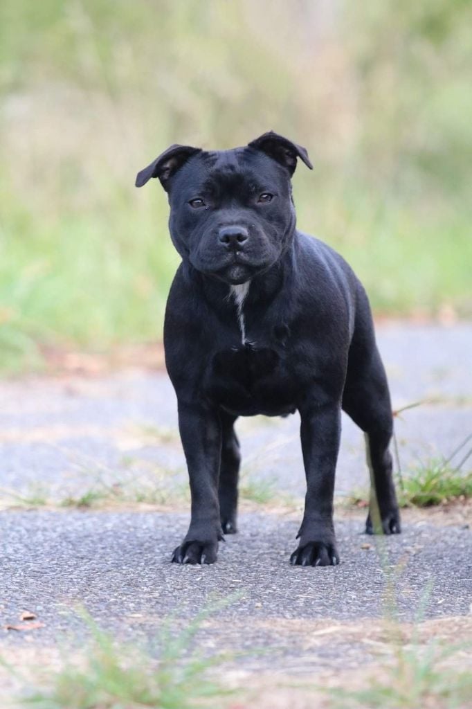 Rad-jah black happy demon of Spirit Wolf Addict