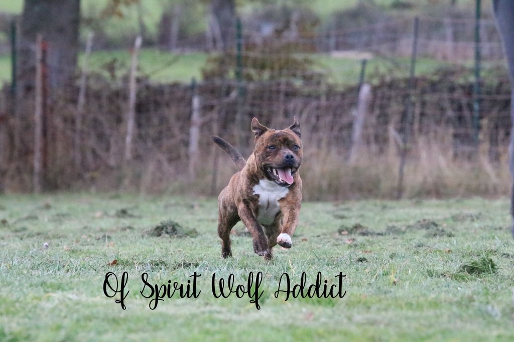 Playboy killer lover of Spirit Wolf Addict