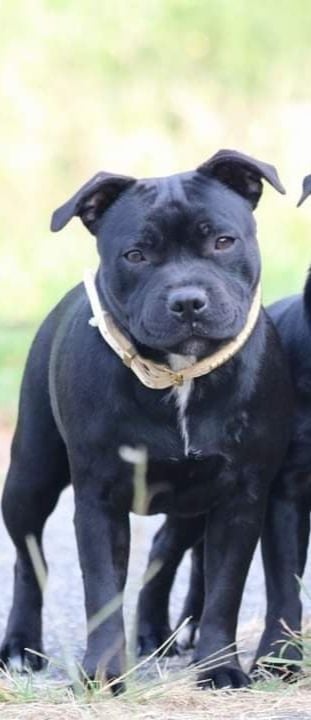 Rad-jah black happy demon of Spirit Wolf Addict