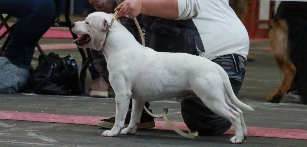 Sex bomb machine of Spirit Wolf Addict