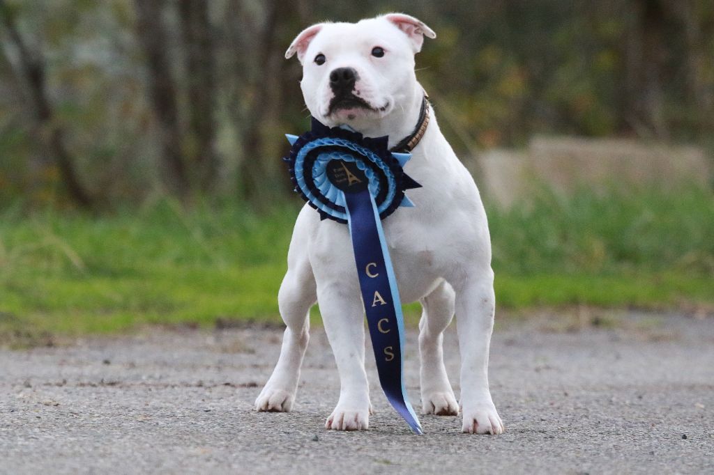 Sex bomb machine of Spirit Wolf Addict