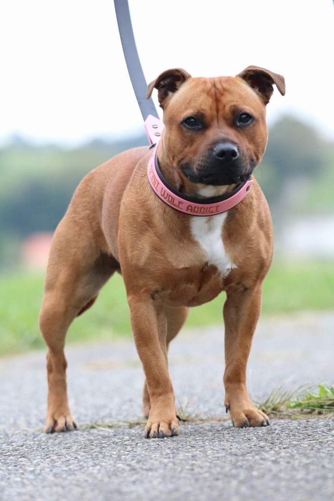 Publication : Spirit Wolf Addict