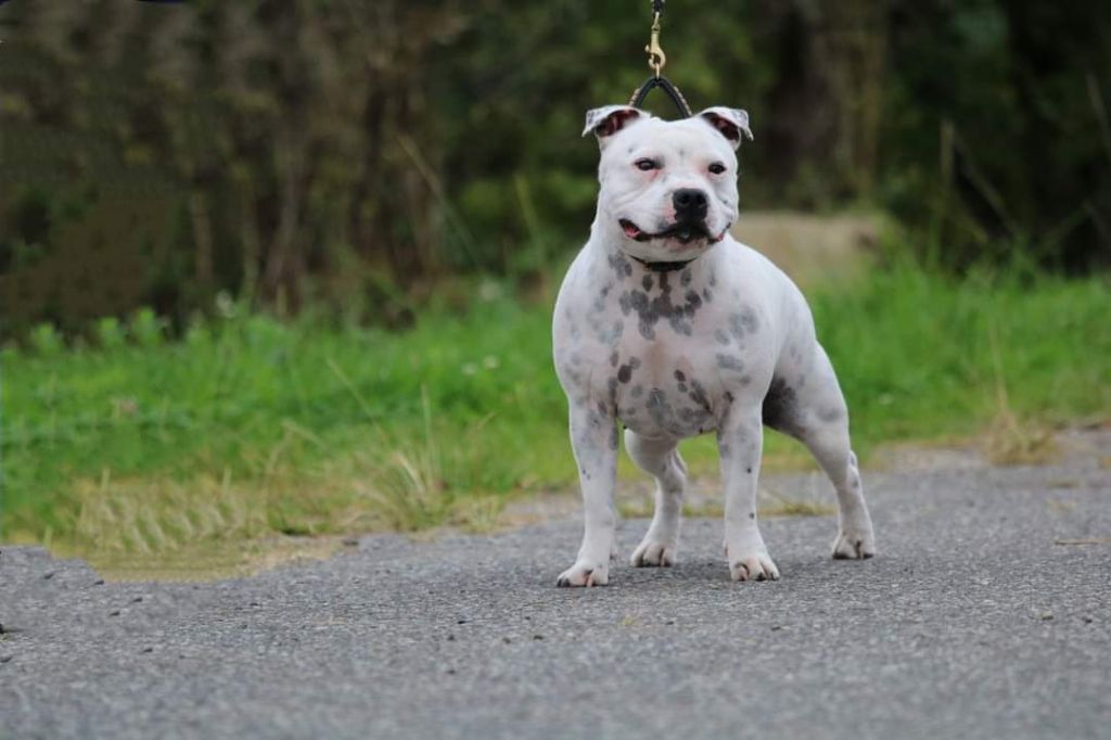 Phantom heart love of Spirit Wolf Addict