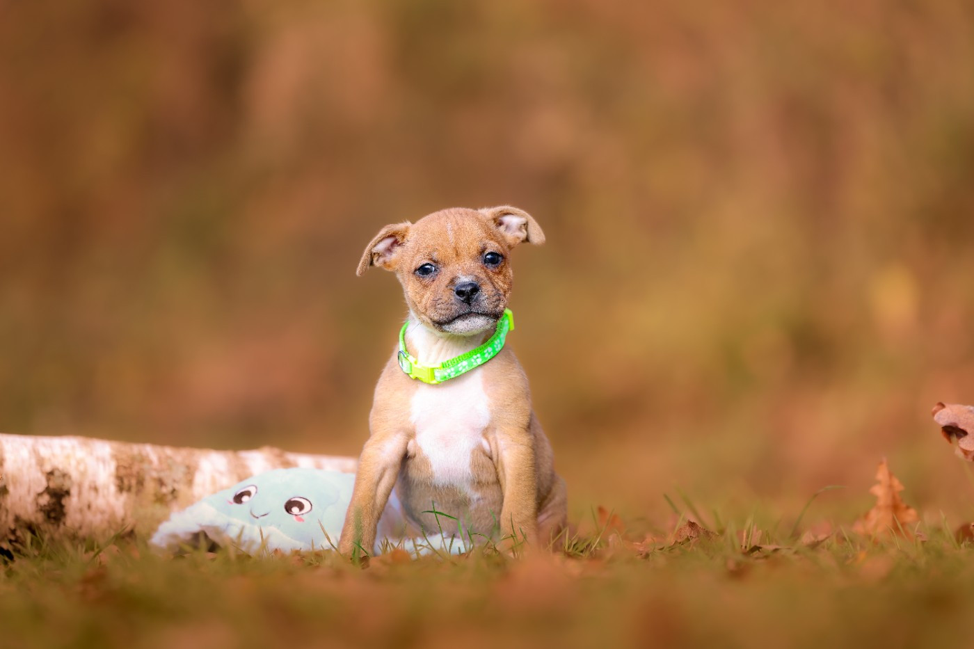 Mâle collier vert - Staffordshire Bull Terrier
