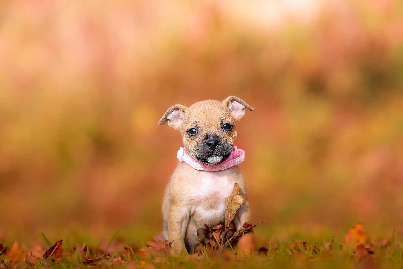 Femelle collier rose clair - Staffordshire Bull Terrier