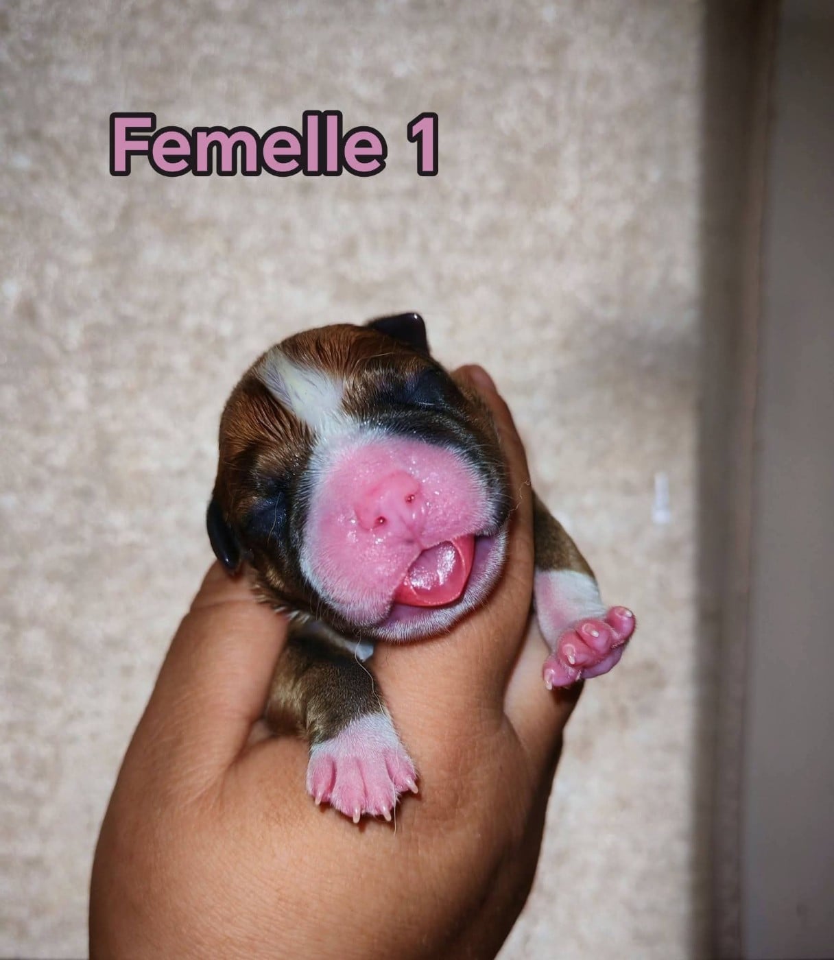 Femelle 1 - Staffordshire Bull Terrier