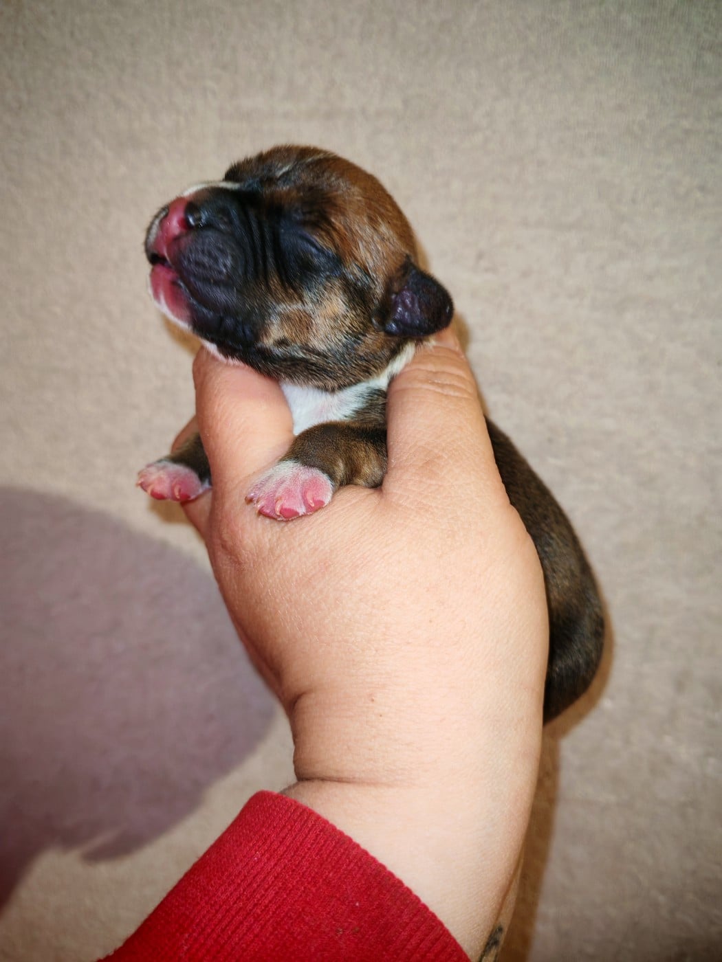 Mâle 4 - Staffordshire Bull Terrier