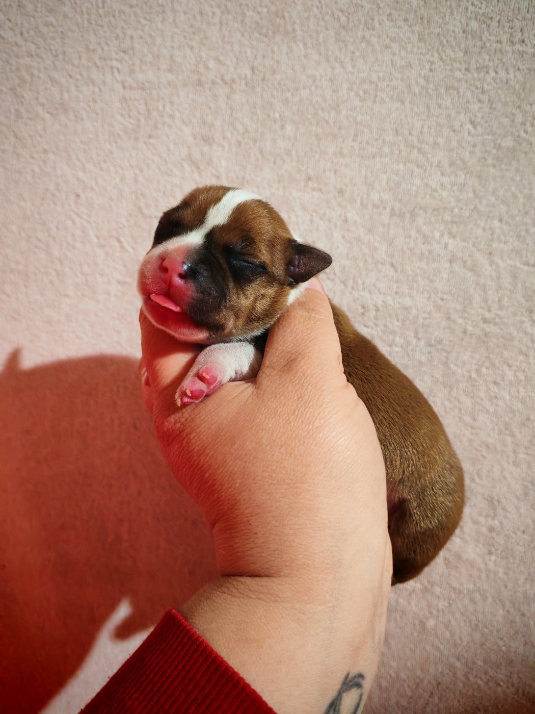 Mâle 3 - Staffordshire Bull Terrier