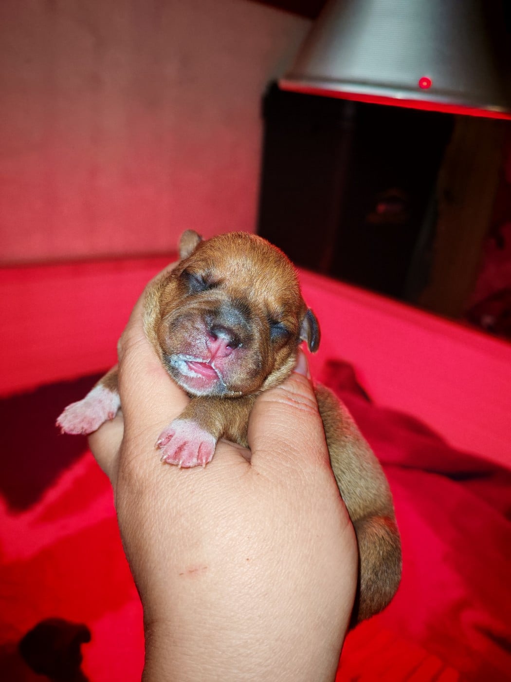 Femelle 3 - Staffordshire Bull Terrier