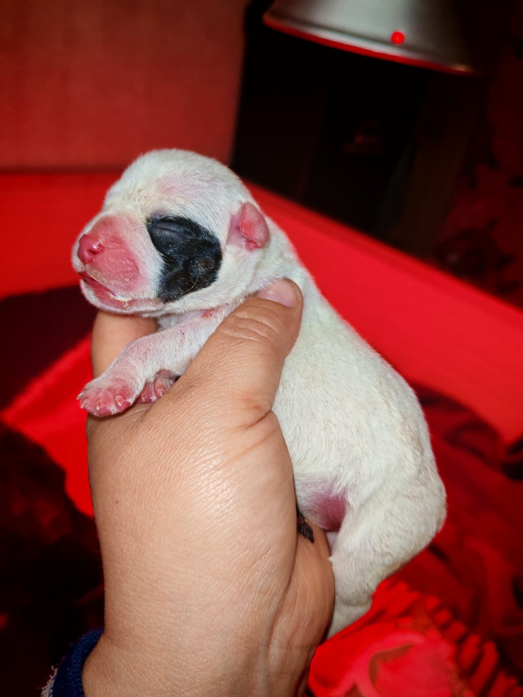 Male 2 - Staffordshire Bull Terrier