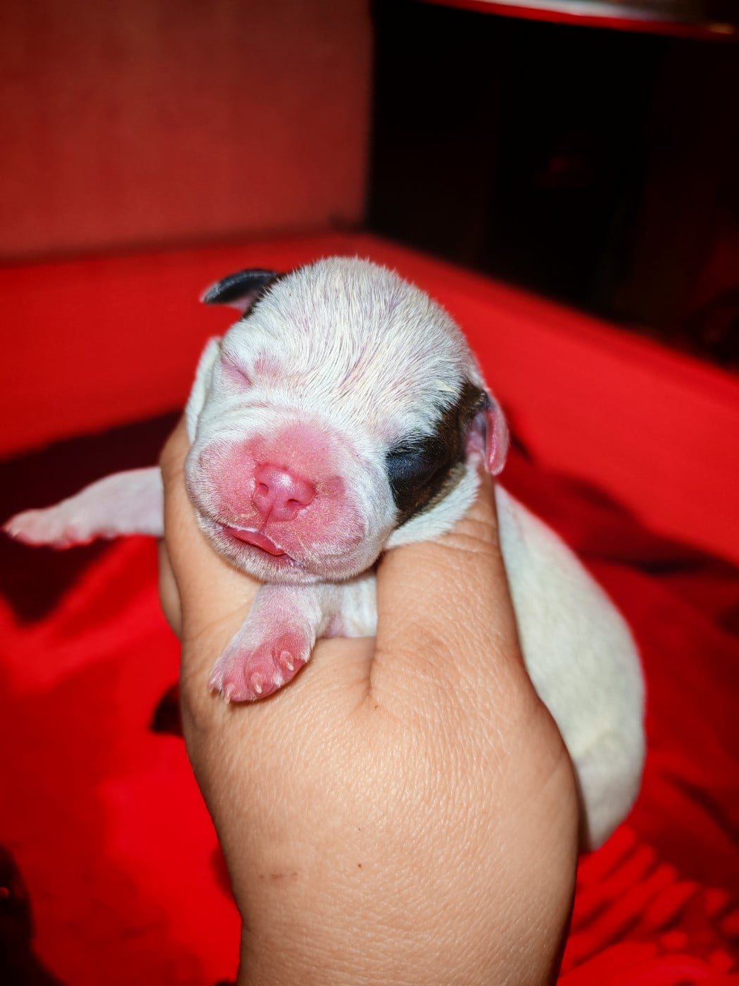 Femelle 2 - Staffordshire Bull Terrier