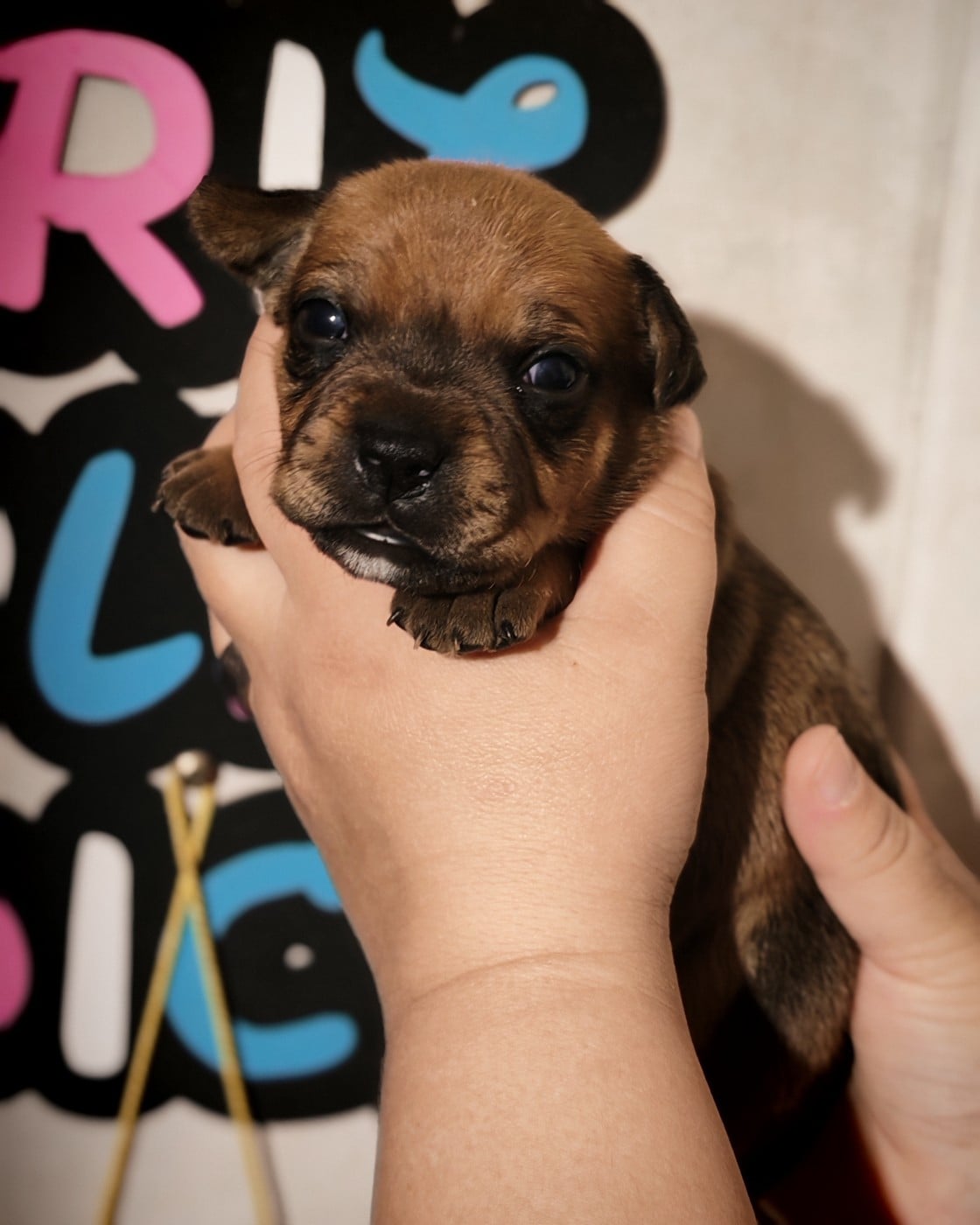 Femelle 3 - Staffordshire Bull Terrier