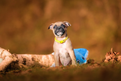 Les chiots de Staffordshire Bull Terrier