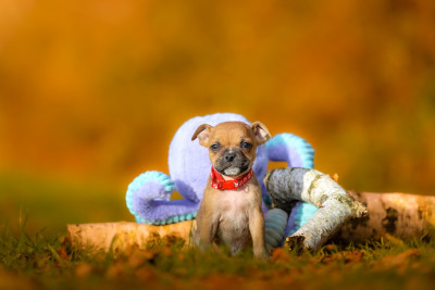 Les chiots de Staffordshire Bull Terrier