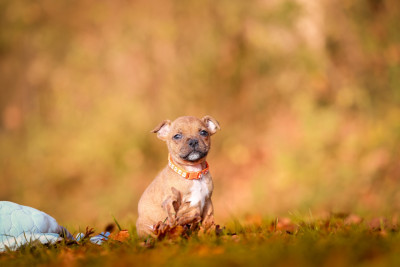 Les chiots de Staffordshire Bull Terrier