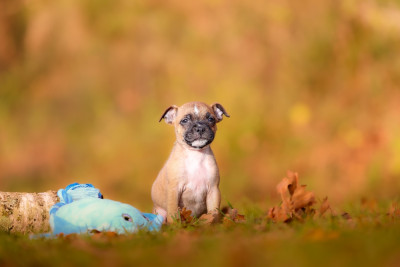 Les chiots de Staffordshire Bull Terrier