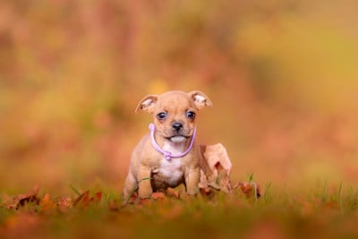 Les chiots de Staffordshire Bull Terrier