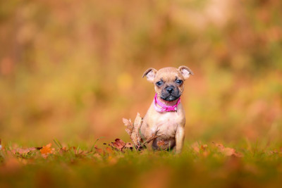 Les chiots de Staffordshire Bull Terrier