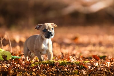 Les chiots de Staffordshire Bull Terrier