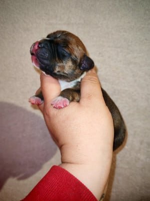 Les chiots de Staffordshire Bull Terrier