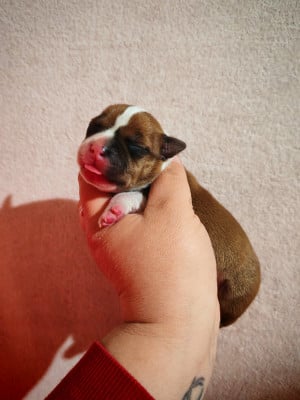 Les chiots de Staffordshire Bull Terrier