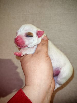 Les chiots de Staffordshire Bull Terrier