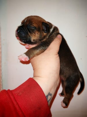 Les chiots de Staffordshire Bull Terrier