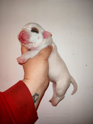 Les chiots de Staffordshire Bull Terrier