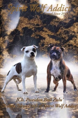 Staffordshire Bull Terrier