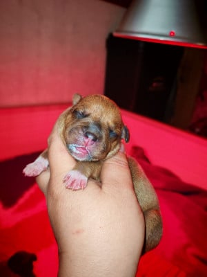 Les chiots de Staffordshire Bull Terrier