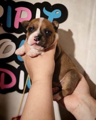 Les chiots de Staffordshire Bull Terrier