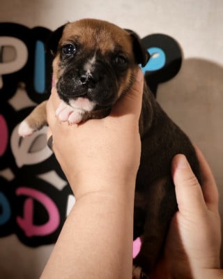 Les chiots de Staffordshire Bull Terrier