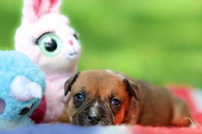 Les chiots de Staffordshire Bull Terrier