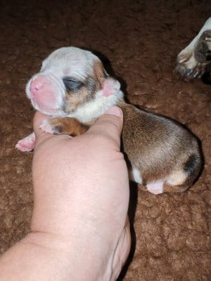 Les chiots de Staffordshire Bull Terrier