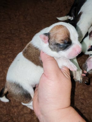 Les chiots de Staffordshire Bull Terrier