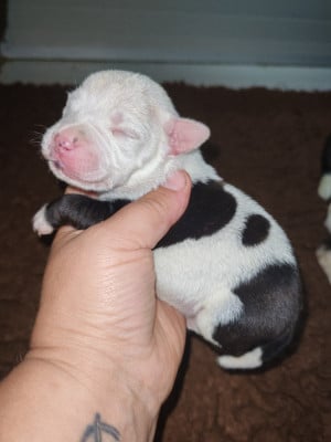 Les chiots de Staffordshire Bull Terrier