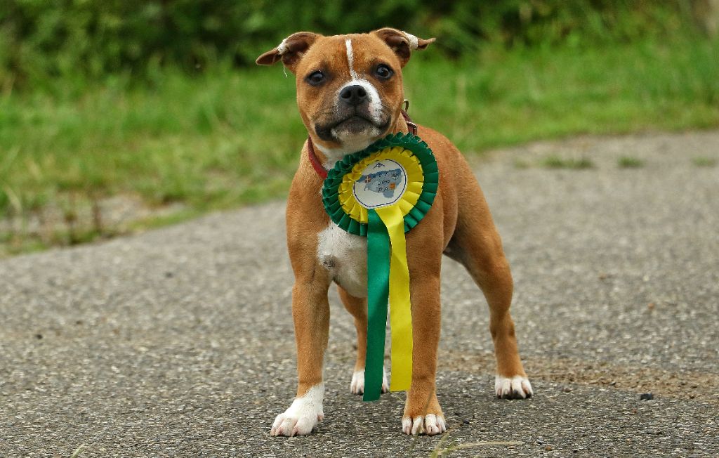 Shiva's crazy dream of Spirit Wolf Addict - Très Prometteuse, Meilleur Puppy