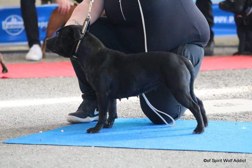 Lupa Du Domaine Des Legendes De Gaia - Très Bon Non Classé