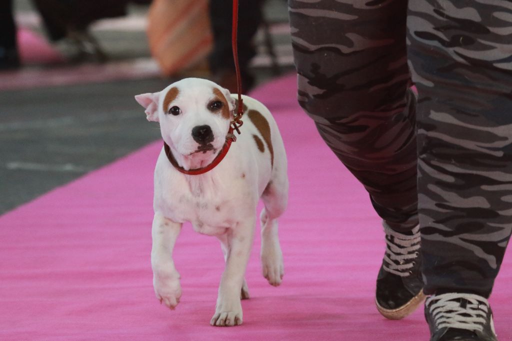 Temptation ultime umea Spirit Wolf Addict - 2eme Très Prometteuse