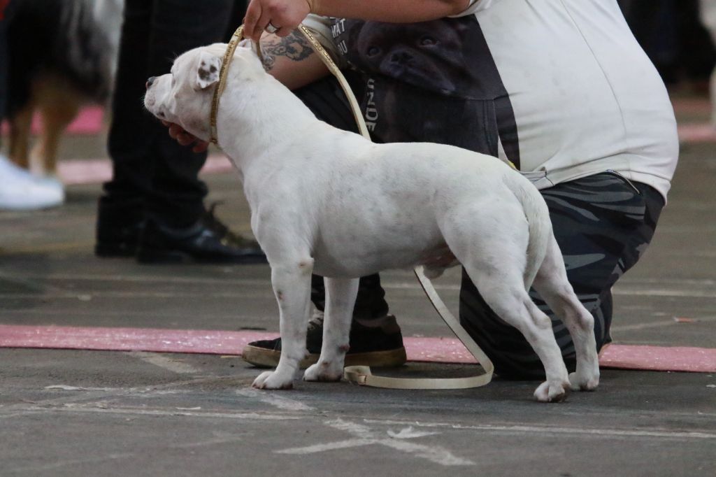 Sex bomb machine of Spirit Wolf Addict - 2eme Excellent