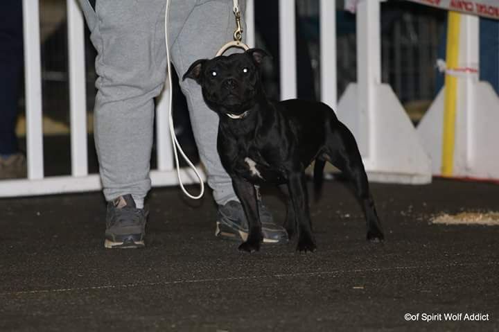 Lupa Du Domaine Des Legendes De Gaia - Très Bon Non Classé