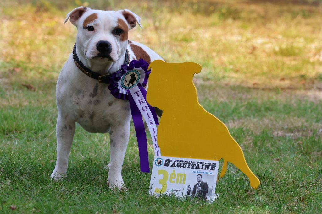 Temptation ultime umea Spirit Wolf Addict - 3eme Très Bon