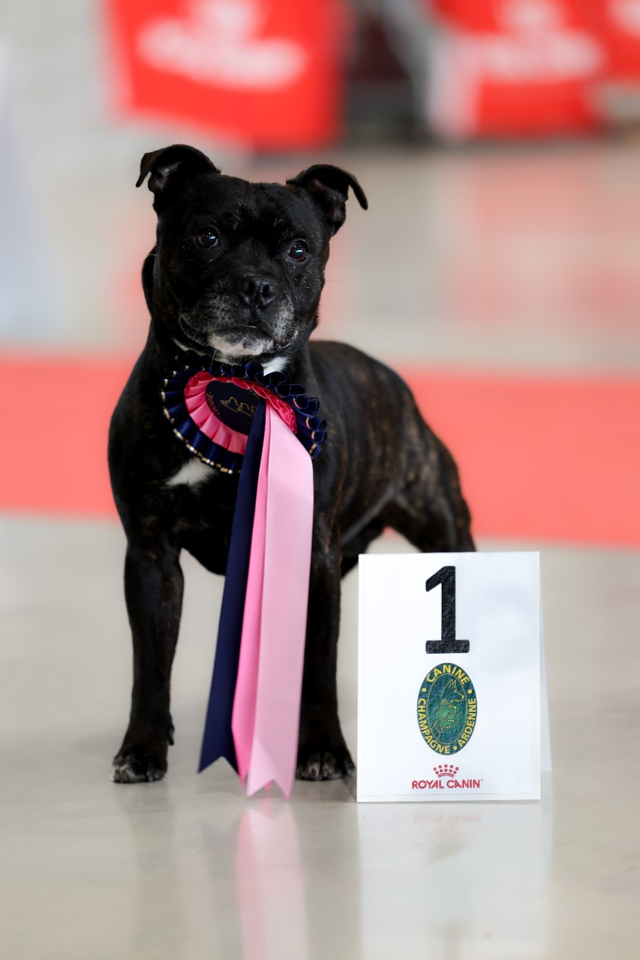 Naiko new esperanza of Spirit Wolf Addict - 1er Excellent, CACS-V /1