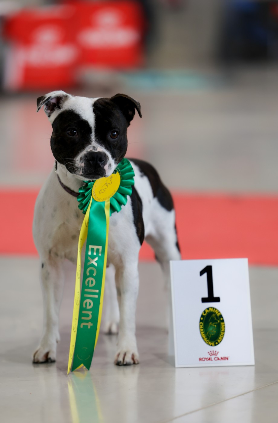 CH. Vendetta bella vita of Spirit Wolf Addict - 1ere Excellent