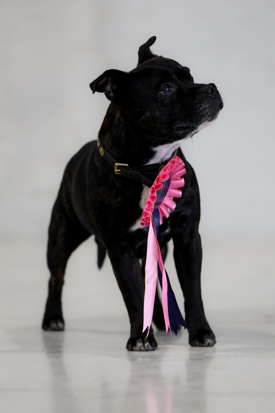 Naiko new esperanza of Spirit Wolf Addict - 1er Excellent, CACIB-V