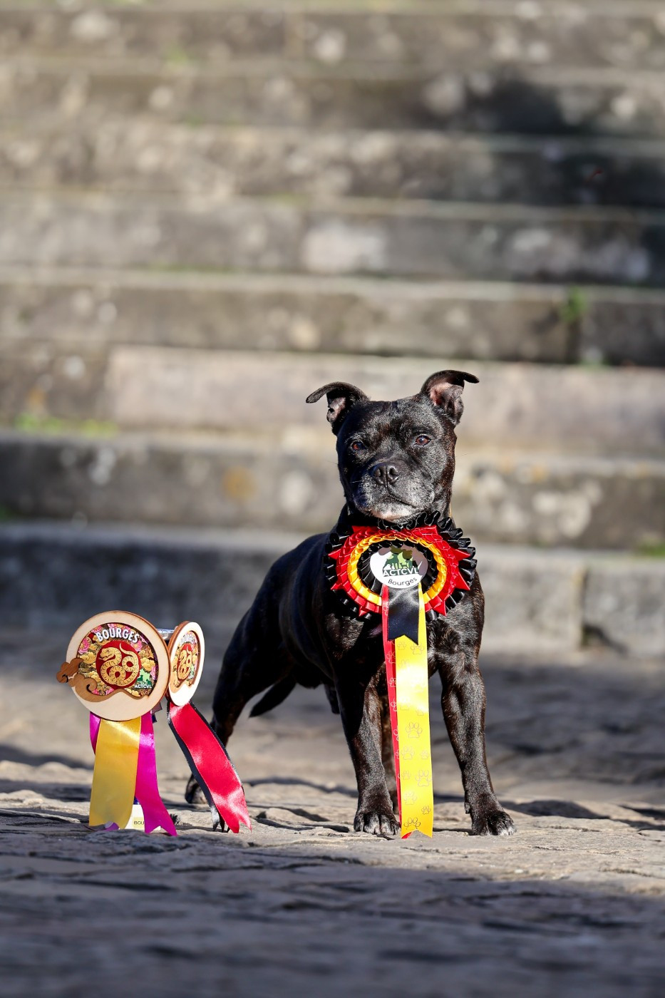 Naiko new esperanza of Spirit Wolf Addict - 1er Excellent, CAC-V, Meilleur Veteran /1