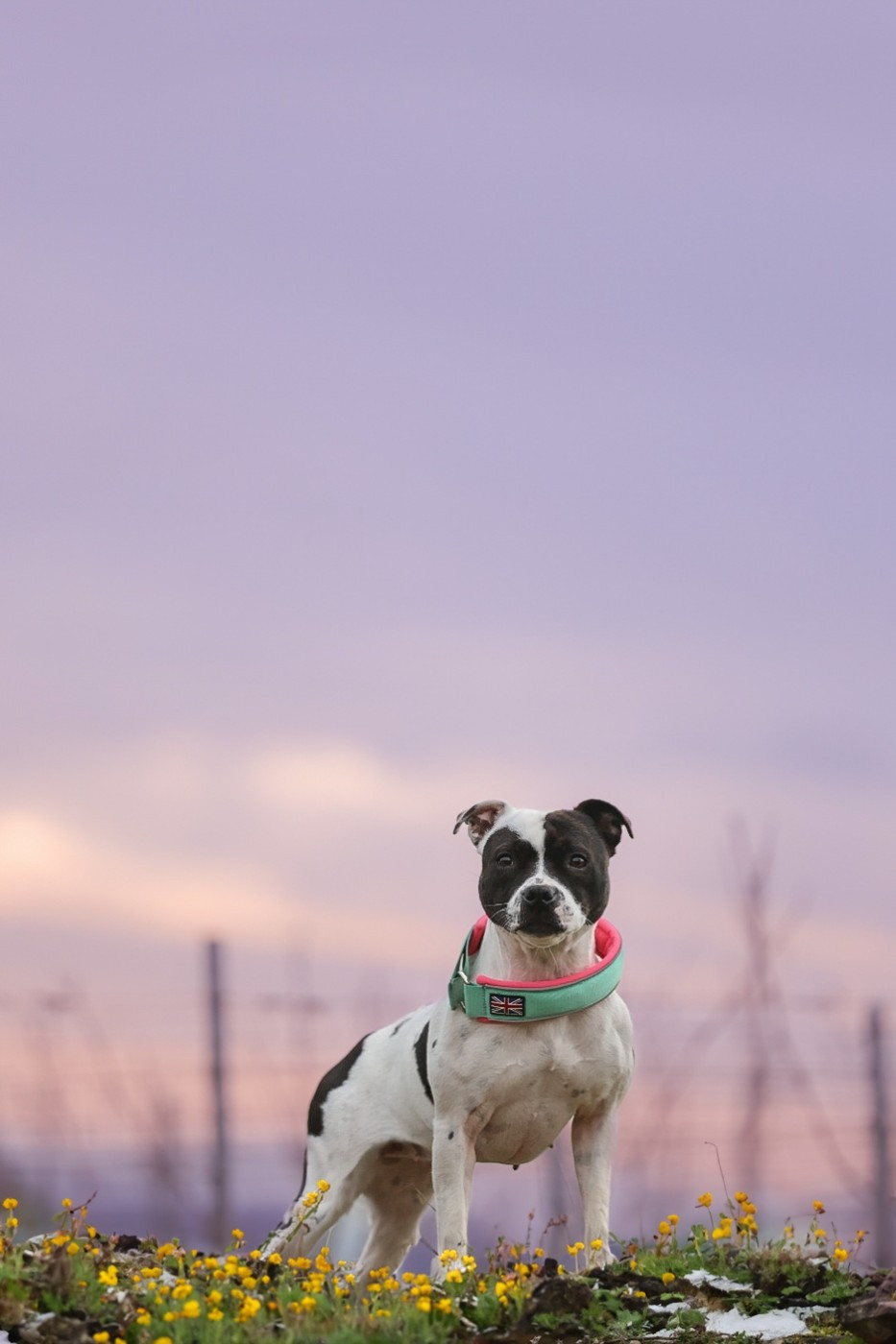 CH. Vendetta bella vita of Spirit Wolf Addict - 2ème Excellent